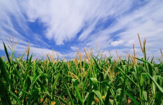 organic corn field