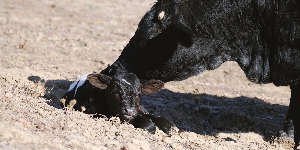 Newborn Calf Respiratory Diseases And Calf Scours: Causes And ...