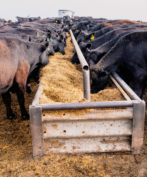 Cattle - liquid feed