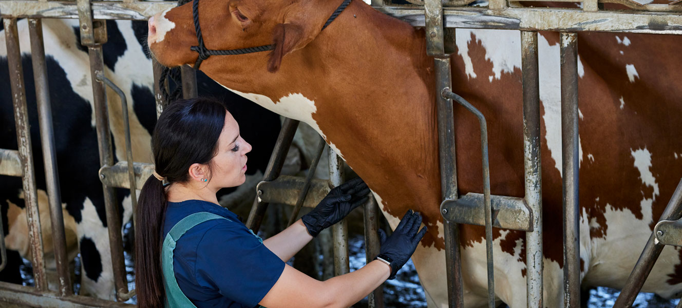 4 Ways To Prioritize Safety When Handling Livestock | FBN