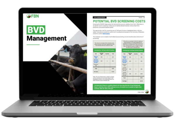 BVD Management - desktop image