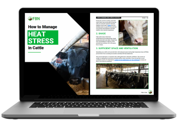 How to Manage Heat Stress in Cattle - laptop graphic